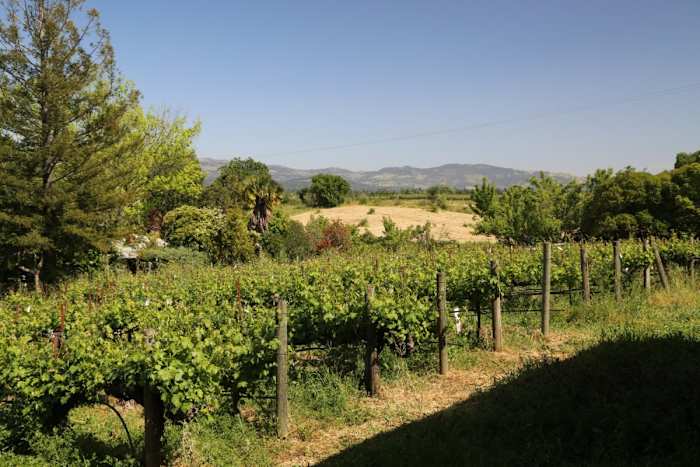 Photo courtesy of Matthiason Vineyard